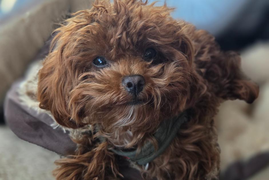 Disappearance alert Dog miscegenation Female , 1 years Lormaison France