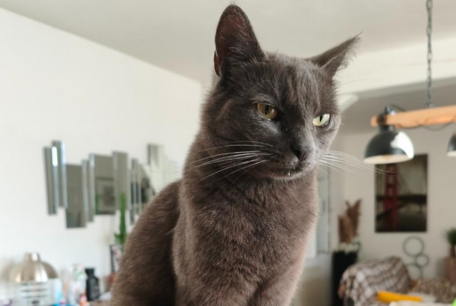 Alerta de Desaparición Gato Hembra , 2 años Lassigny Francia