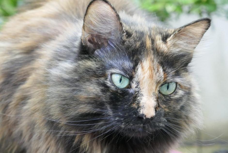 Alerte Disparition Chat Femelle , 6 ans Rueil-Malmaison France