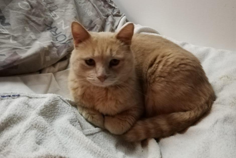 Alerte Disparition Chat  Mâle , 19 ans Auxerre France