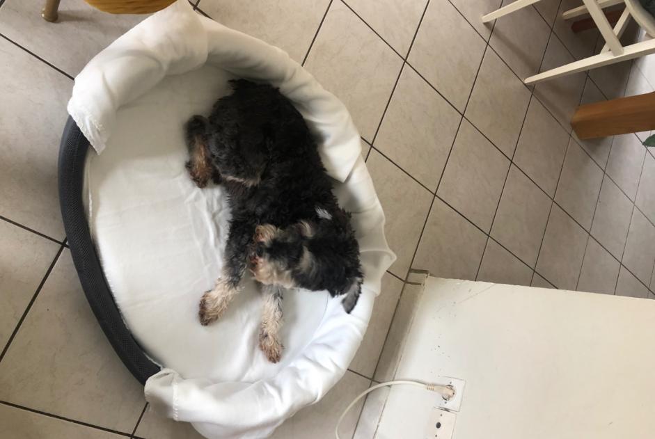Alerte Disparition Chien  Mâle , 14 ans Carentan-les-Marais France